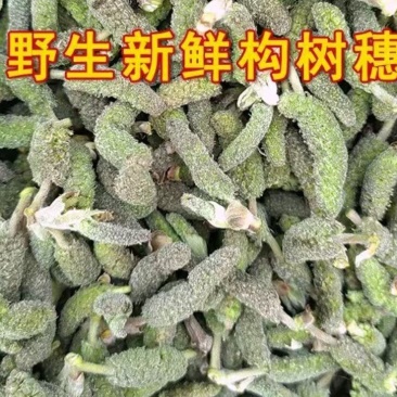 构树穗