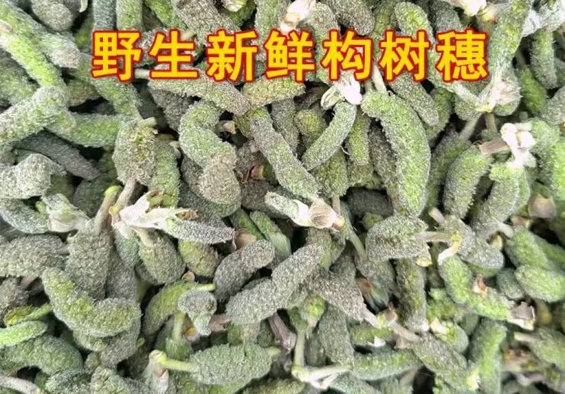 构树穗
