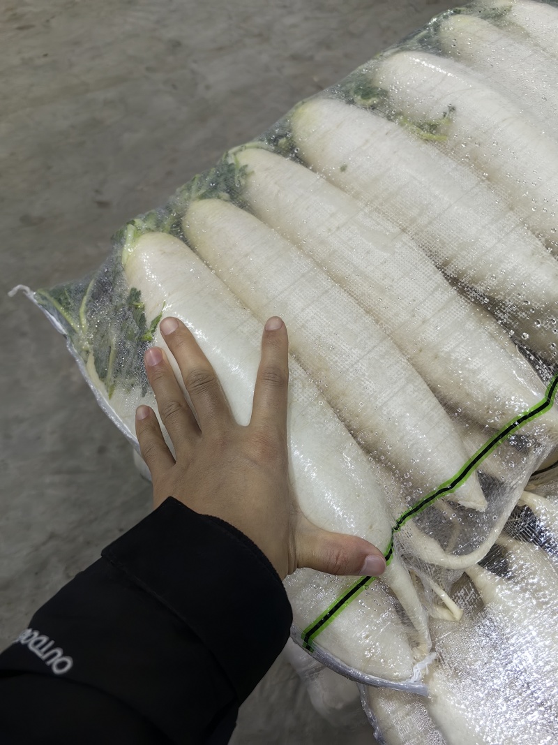 越冬白萝卜