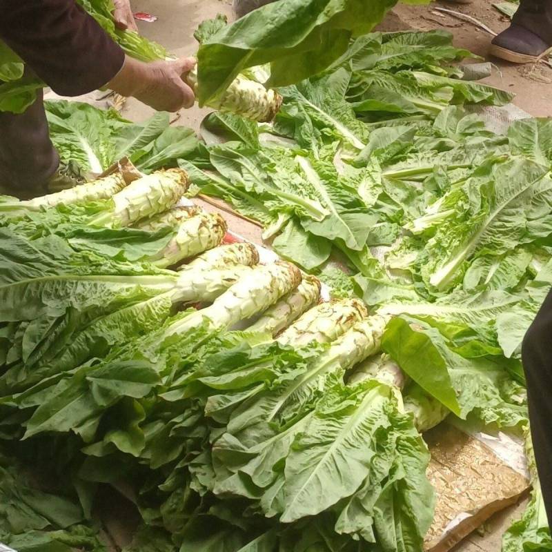 陕西洋县青莴笋新鲜嫩大。