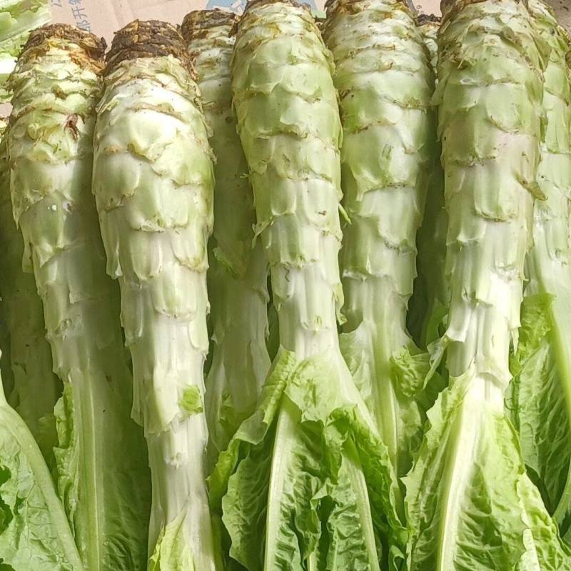 陕西洋县青莴笋新鲜嫩大。