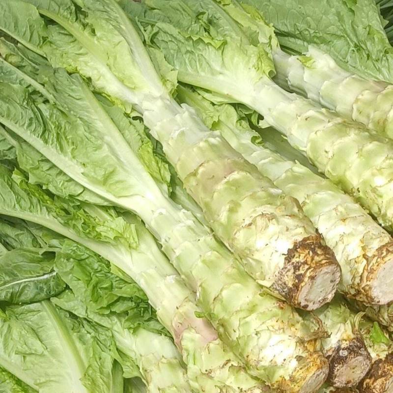 陕西洋县青莴笋新鲜嫩大。