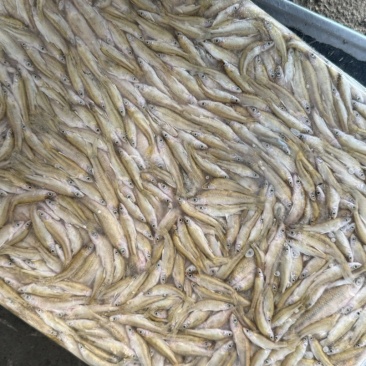 速冻麦穗大小都有货量大需要可联系