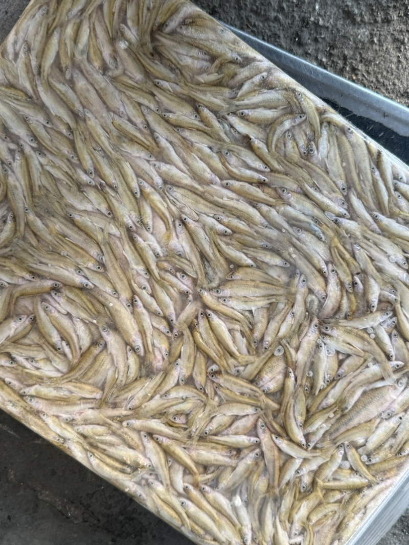 速冻麦穗大小都有货量大需要可联系