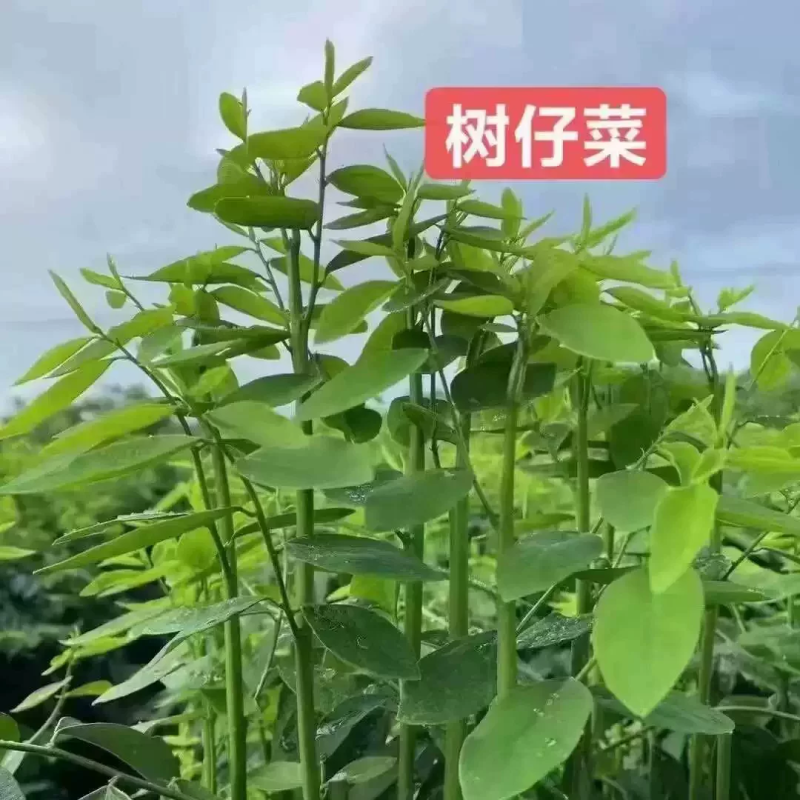树仔菜苗面谈