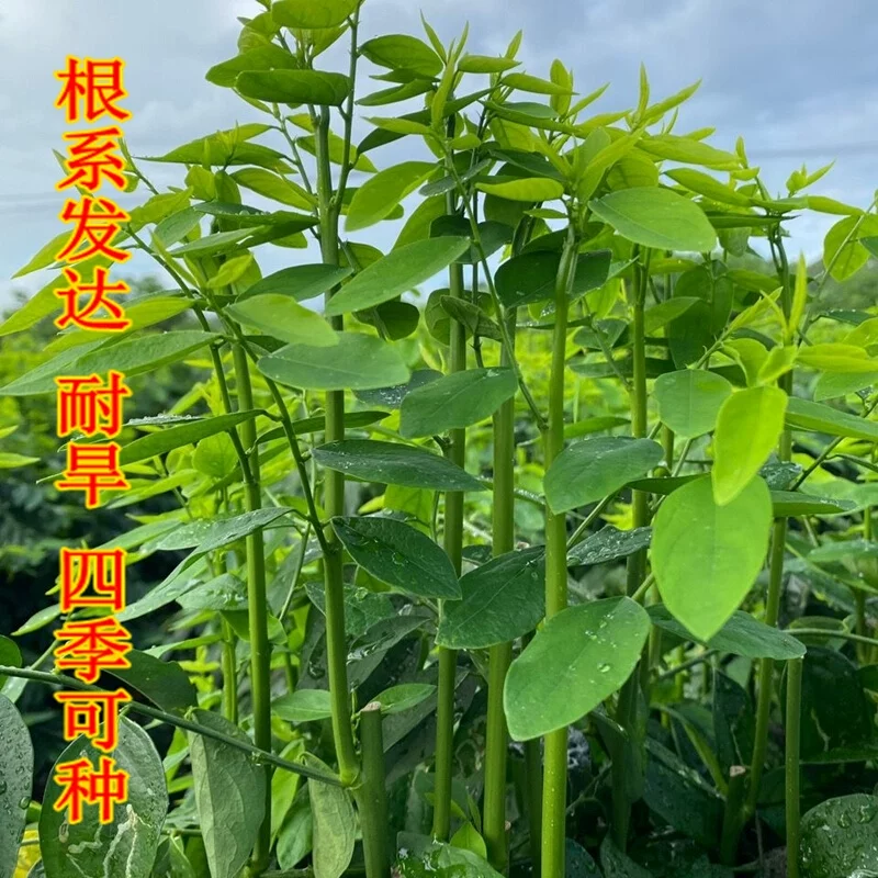 树仔菜苗面谈