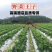 树仔菜苗面谈