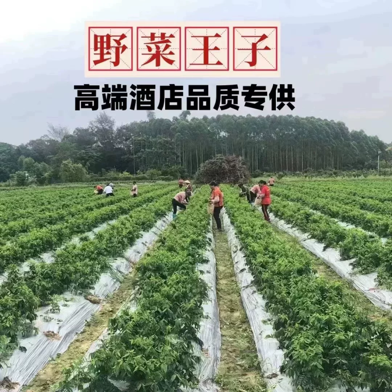 树仔菜苗面谈