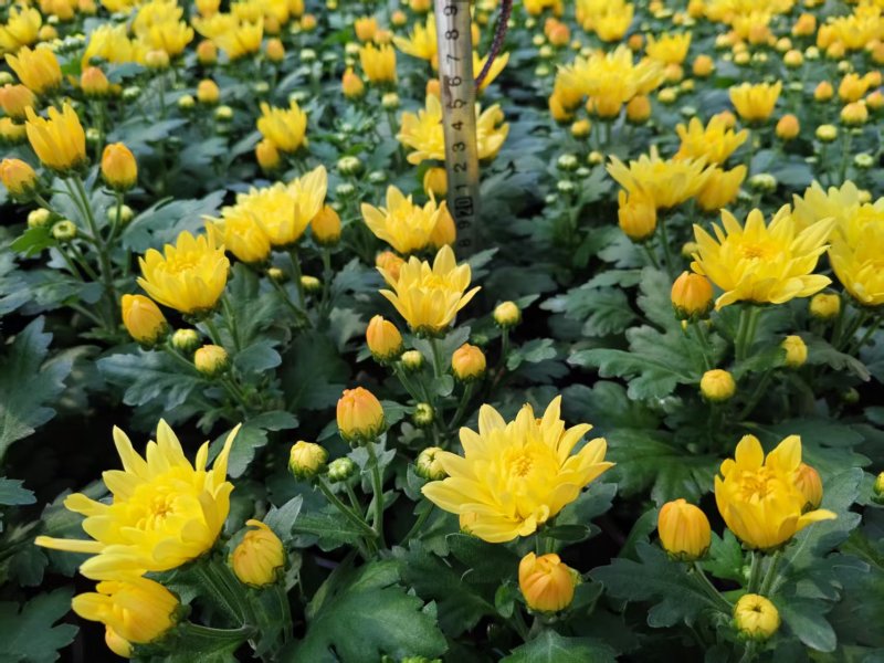 黄白菊祭祀菊花清明菊花清明节菊花上坟菊花