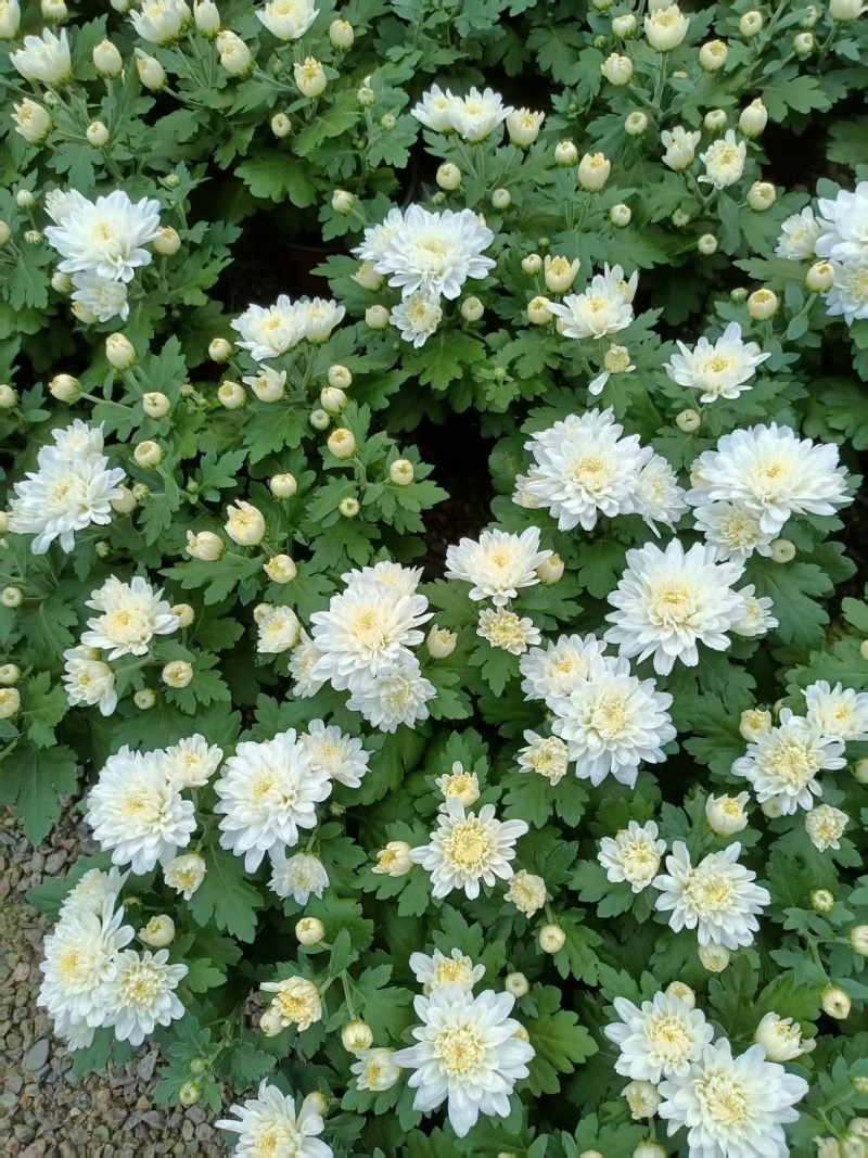 黄白菊祭祀菊花清明菊花清明节菊花上坟菊花
