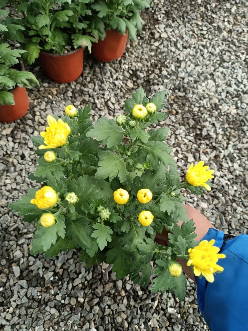 黄白菊祭祀菊花清明菊花清明节菊花上坟菊花