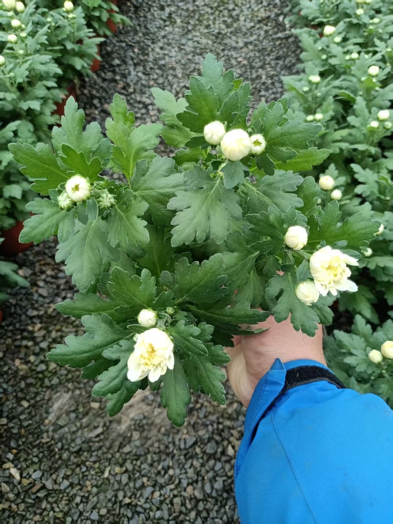 黄白菊祭祀菊花清明菊花清明节菊花上坟菊花