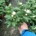 黄白菊祭祀菊花清明菊花清明节菊花上坟菊花