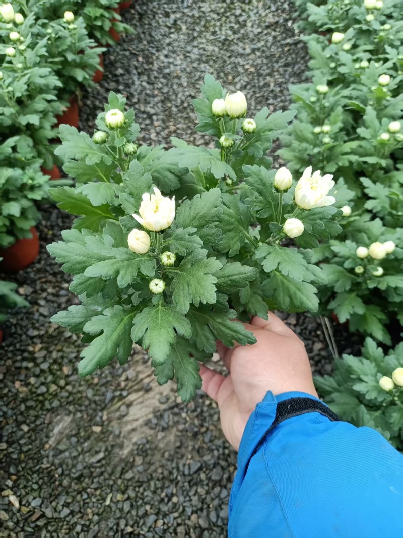 黄白菊祭祀菊花清明菊花清明节菊花上坟菊花