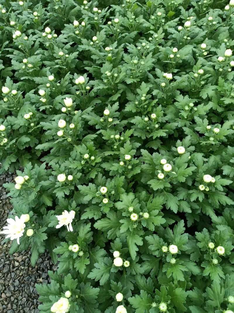 黄白菊祭祀菊花清明菊花清明节菊花上坟菊花