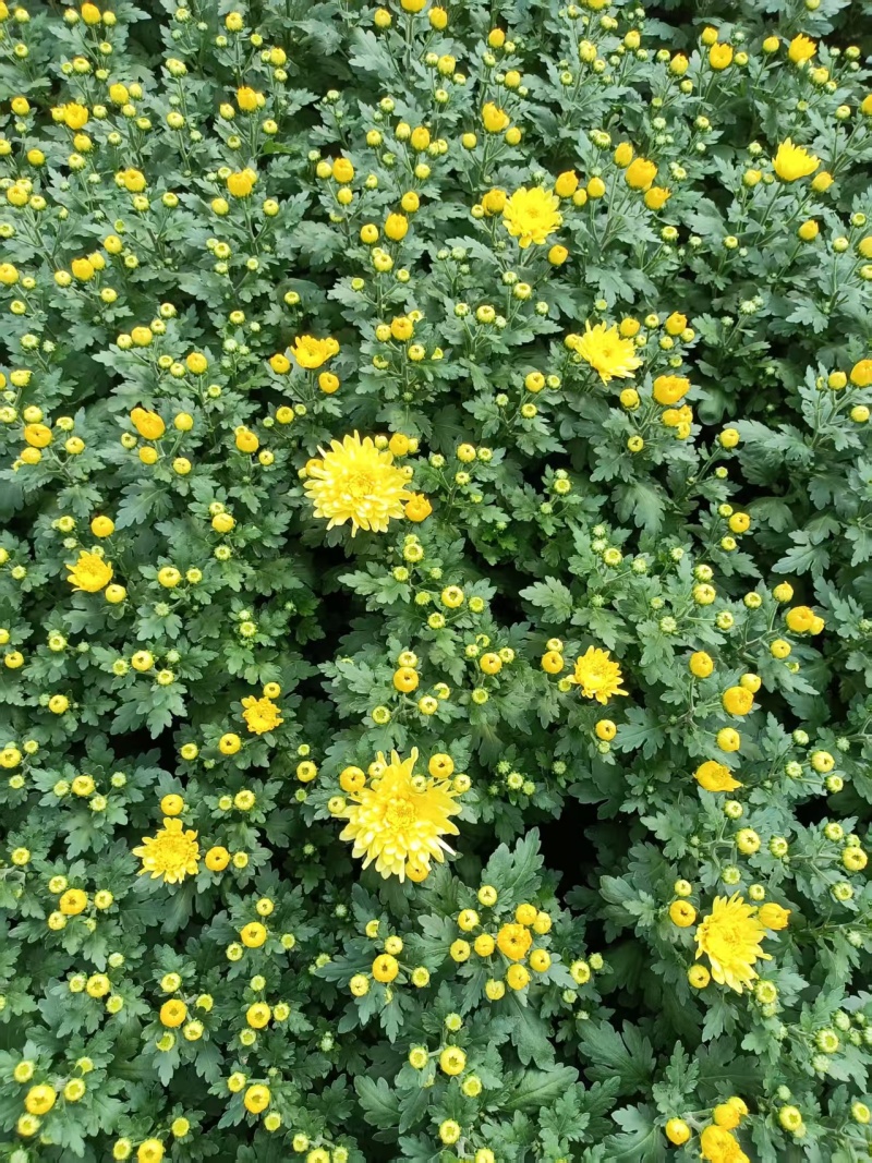 黄白菊祭祀菊花清明菊花清明节菊花上坟菊花