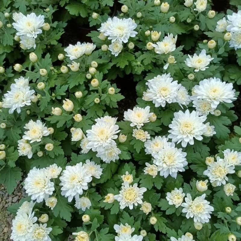 黄白菊祭祀菊花清明菊花清明节菊花上坟菊花