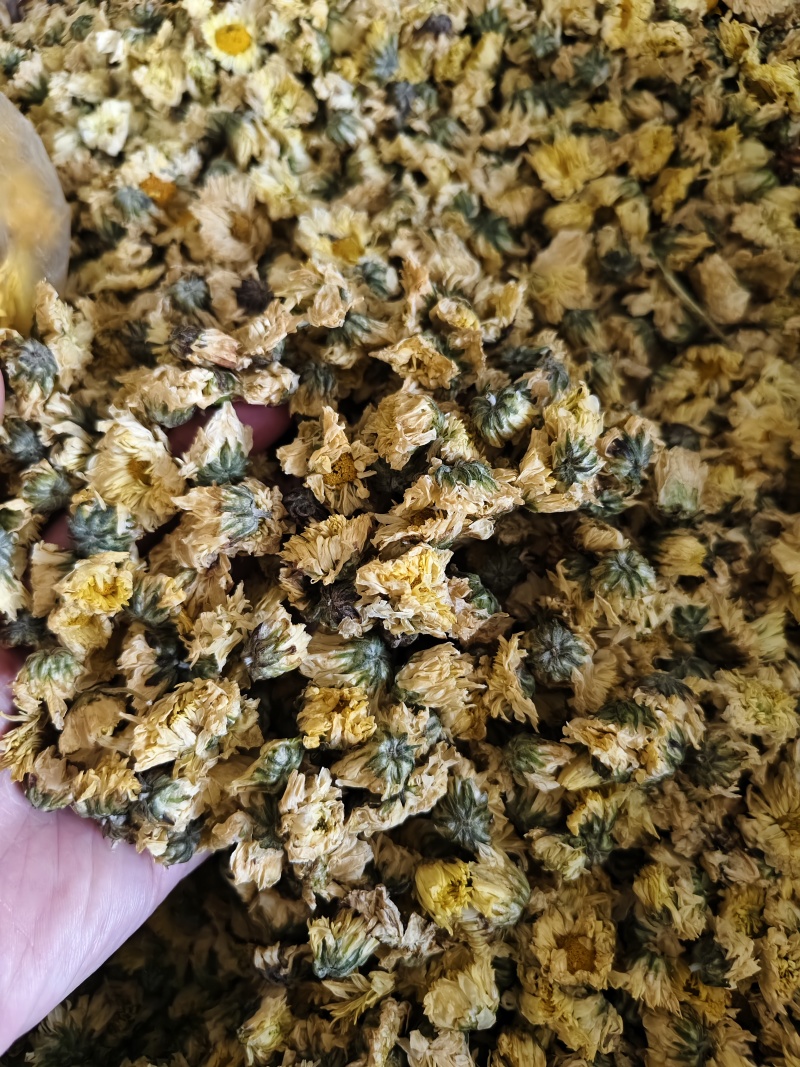 菊花无硫北京菊花杀青北京菊无硫烘干散装批发