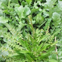 荠菜野生荠菜口感好