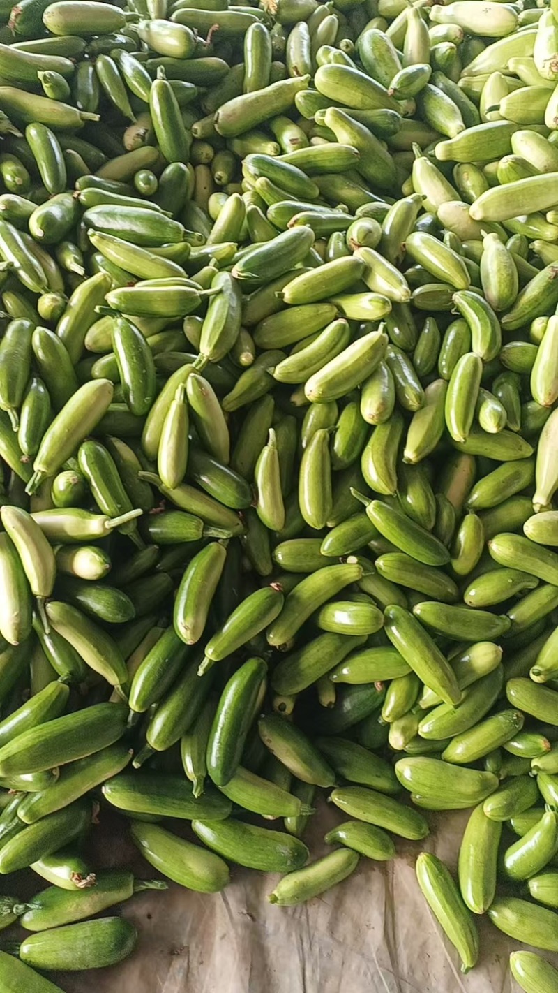 精品西葫芦/山东产区直发/货源充足/大量现货
