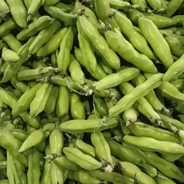 贵阳石板蚕豆批发