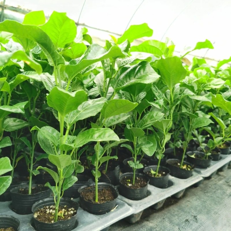 西瓜百香果苗当年种植当年结果耐寒带土盆栽