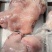 牛头肉熟牛头肉凉拌卤可做重庆火锅大刀牛肉片合作！