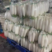 湖北白萝卜新鲜上市价格美丽对接全国量大从优欢迎询价
