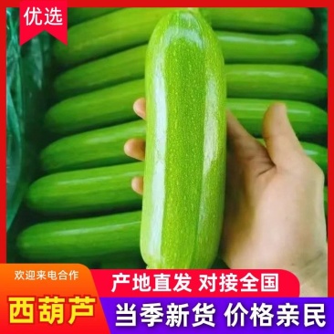 山东莒县西葫芦新鲜现摘产地直供量大质优全国批发