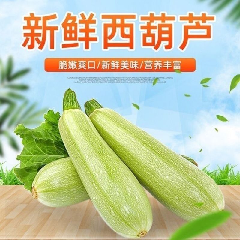 山东莒县西葫芦新鲜现摘产地直供量大质优全国批发