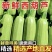 山东莒县西葫芦新鲜现摘产地直供量大质优全国批发