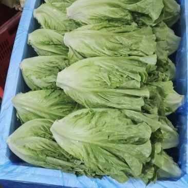 生菜，产地直发，一手货源，大量供货，长期有货