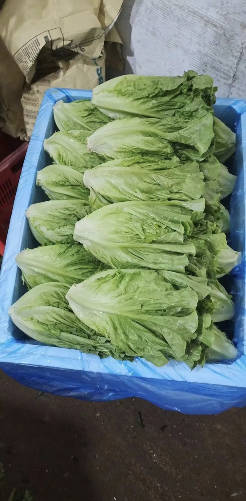 生菜，产地直发，一手货源，大量供货，长期有货