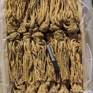 精品有硫水洗黄当归五支归批发