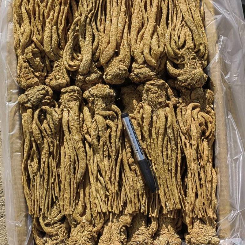 精品有硫水洗黄当归五支归批发