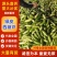西葫芦/绿皮西葫芦/产区直发/货源充足/大量有货