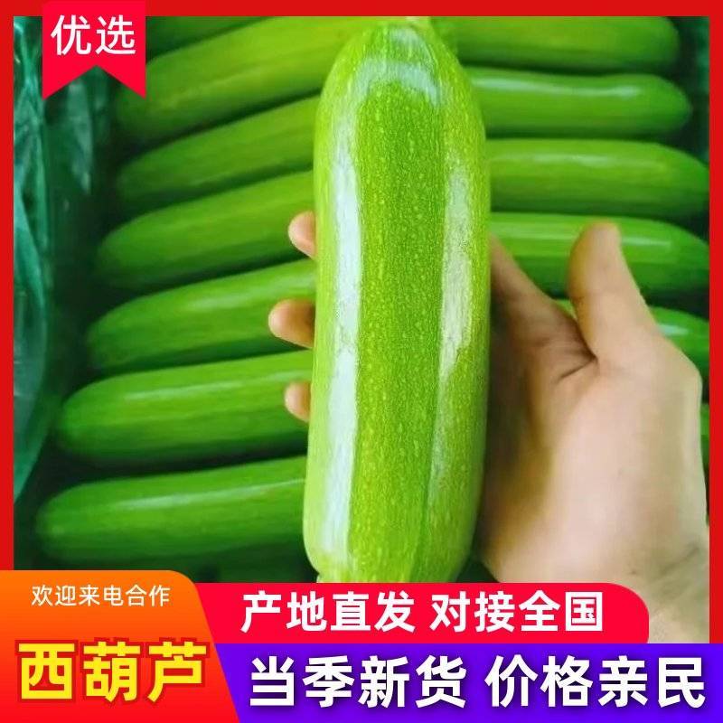 新鲜西葫芦山东莒县直供品质上乘量大从优全国批发
