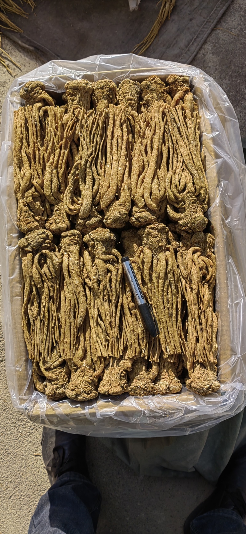 精品有硫水洗黄当归五支归批发
