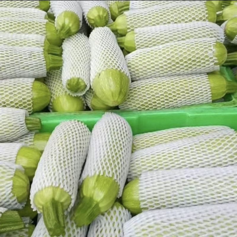 新鲜西葫芦山东莒县直供品质上乘量大从优全国批发