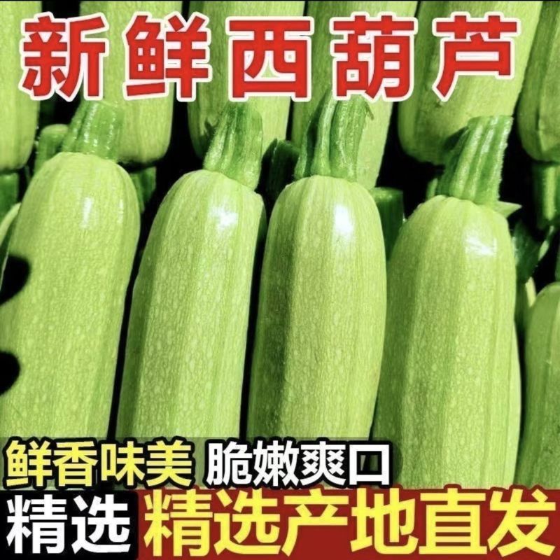 新鲜西葫芦山东莒县直供品质上乘量大从优全国批发
