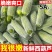 新鲜西葫芦山东莒县直供品质上乘量大从优全国批发