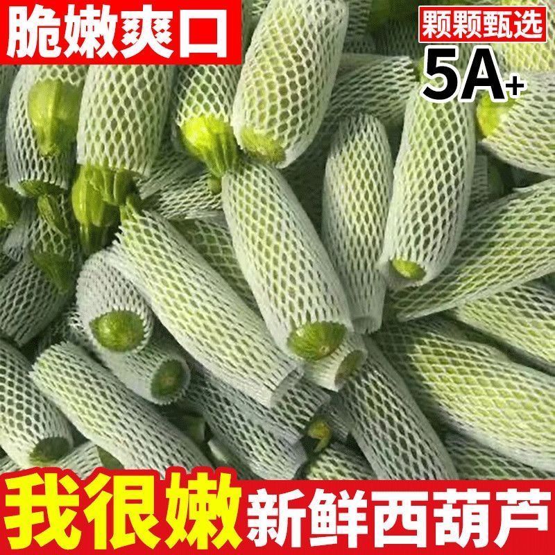 新鲜西葫芦山东莒县直供品质上乘量大从优全国批发