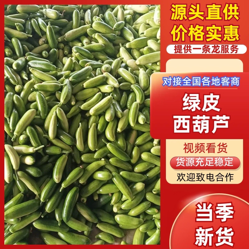 山东聊城东昌府绿皮西葫芦/绿皮西葫芦/产区直发