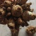 晚香玉