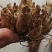 晚香玉