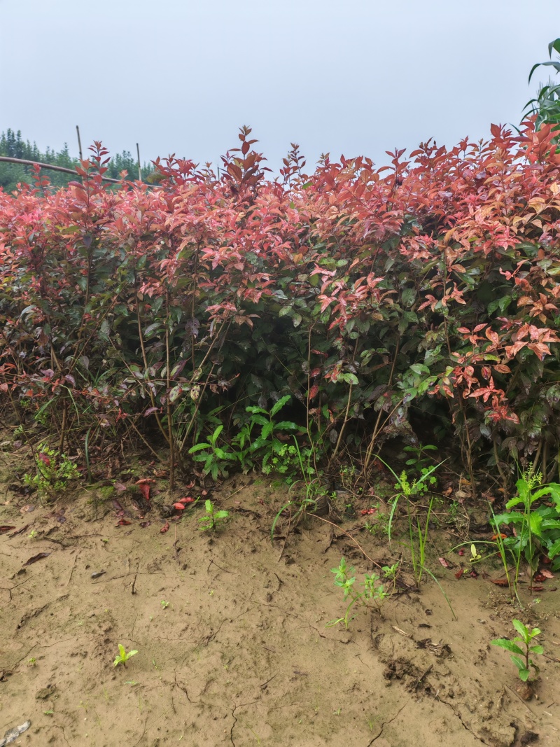 红叶李