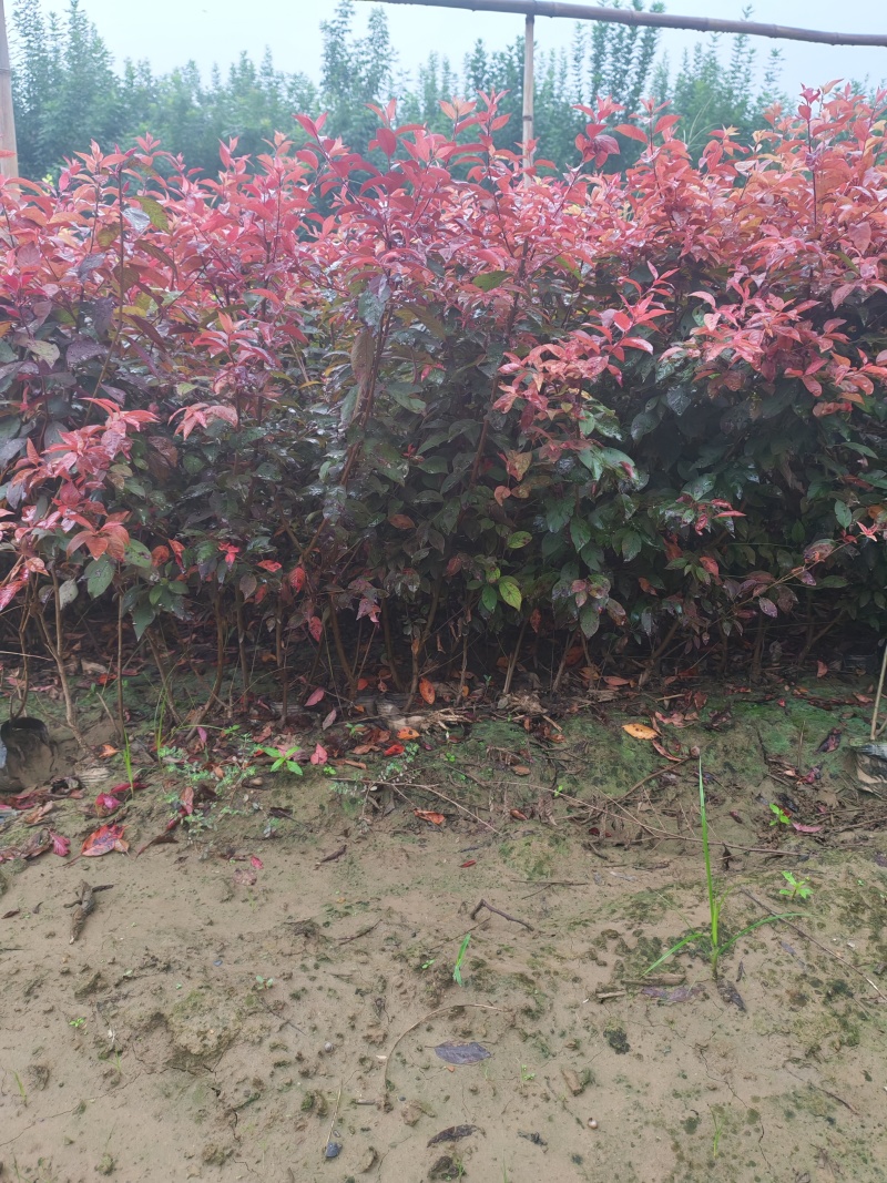 红叶李
