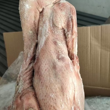 出售三级全鹅