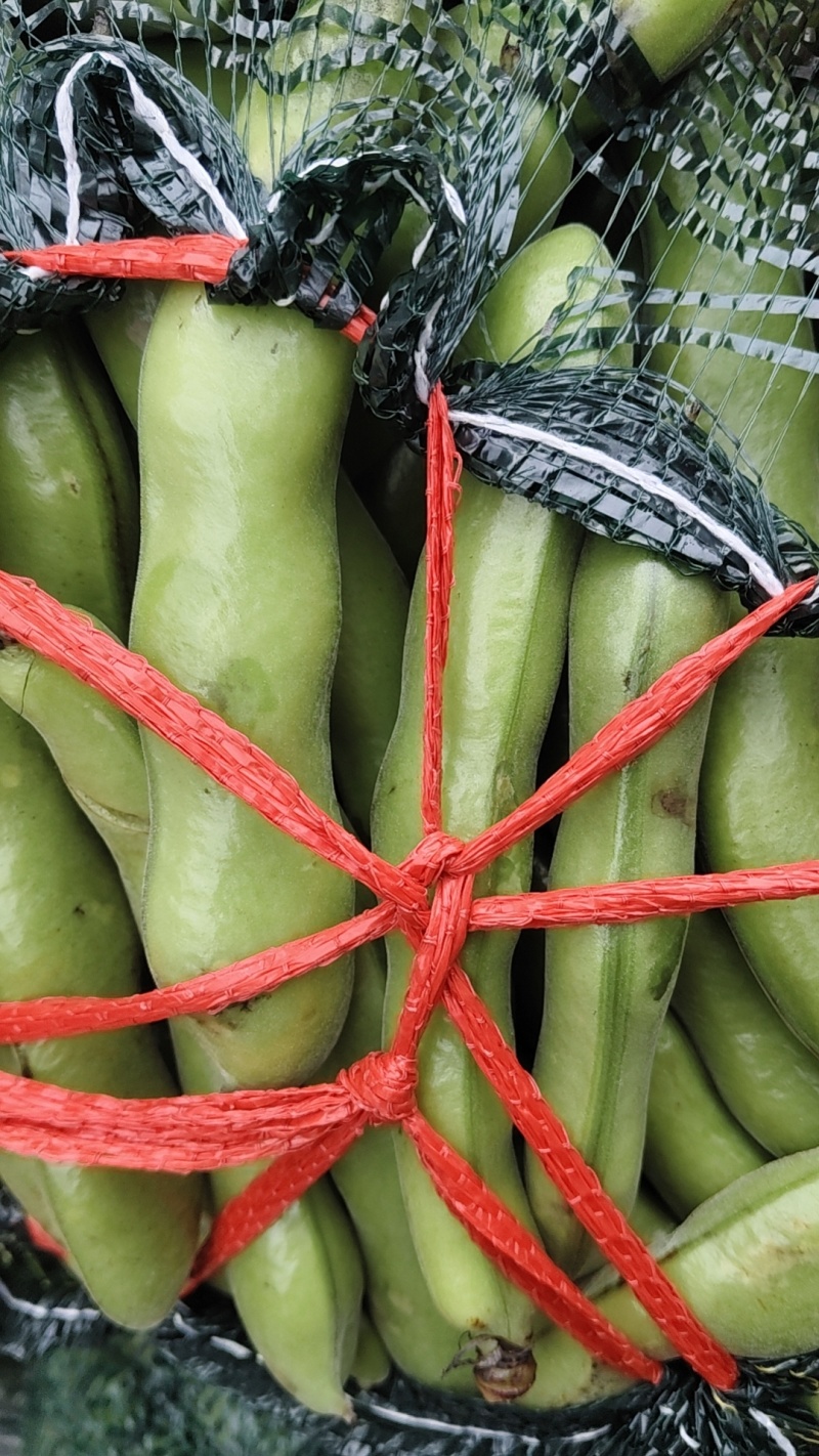 精品福建大蚕豆