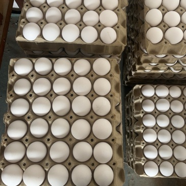 白壳鸡蛋粉壳鸡蛋红壳鸡蛋